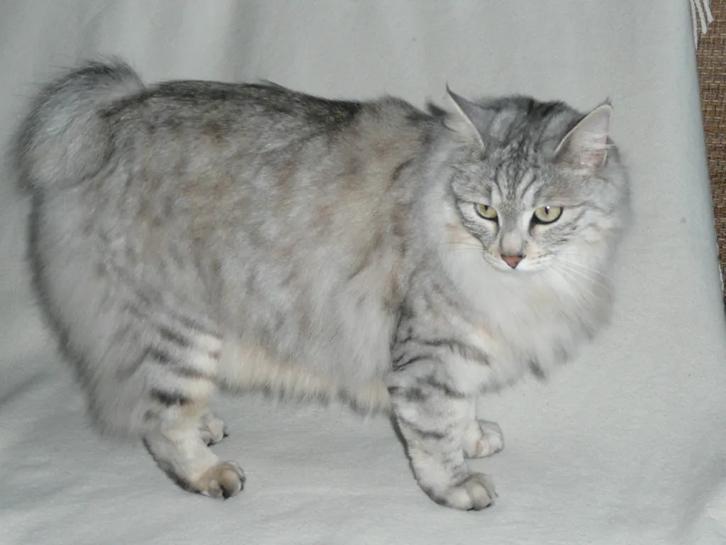 Kurilian Bobtail before