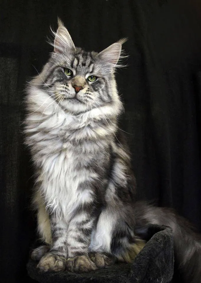 Maine Coon before
