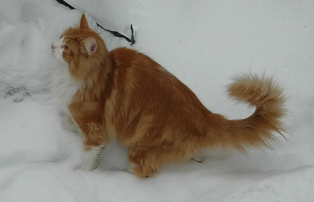 Norwegian Forest cat before