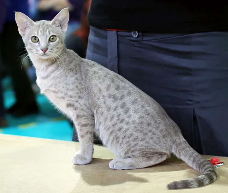 Ocicat before