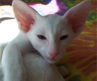 Oriental Shorthair before