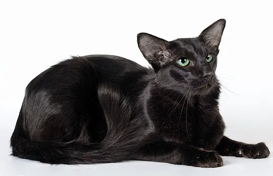 Oriental Longhair before