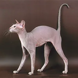 Peterbald before