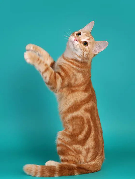 European Shorthair before