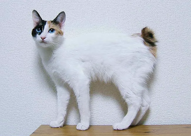 Japanese Bobtail before