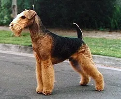 Airedale Terrier before
