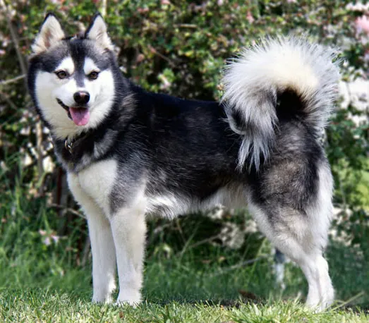 Alaskan Klee Kai before