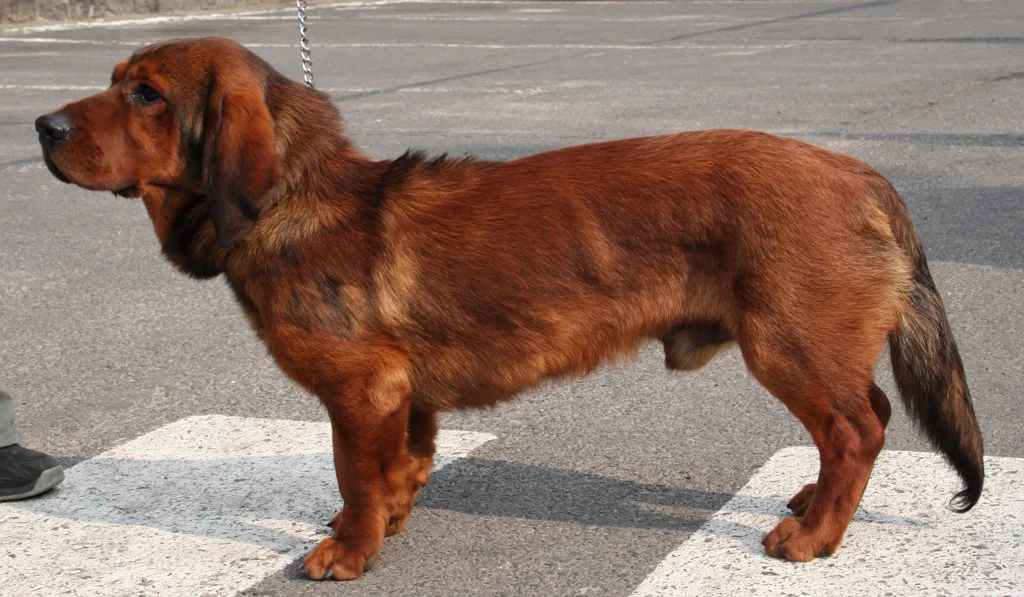 Alpine Dachsbracke before