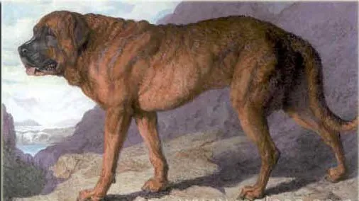 Alpine Mastiff before