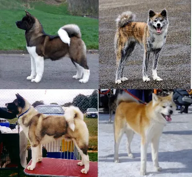 American Akita before