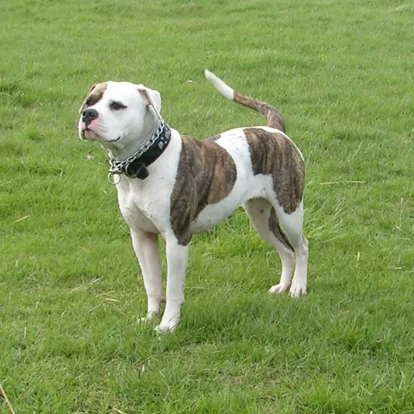 American Bulldog before