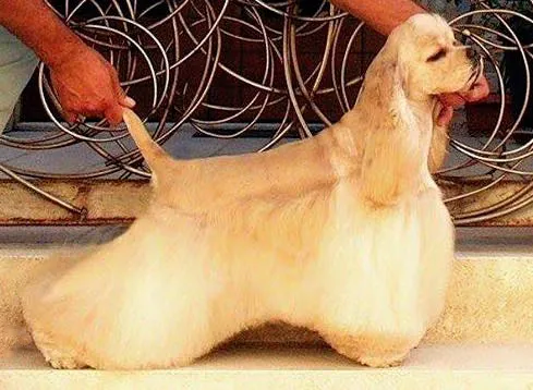 American Cocker Spaniel before