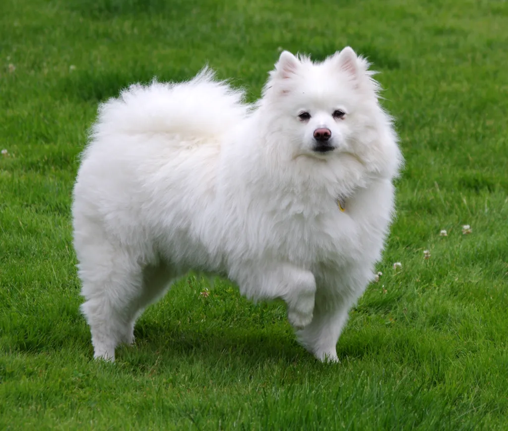 American Eskimo Dog before