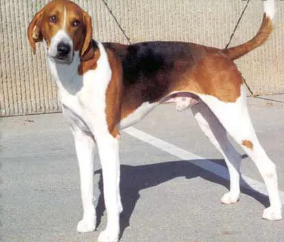 American Foxhound before