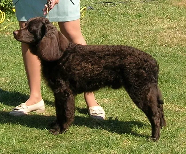 American Water Spaniel before