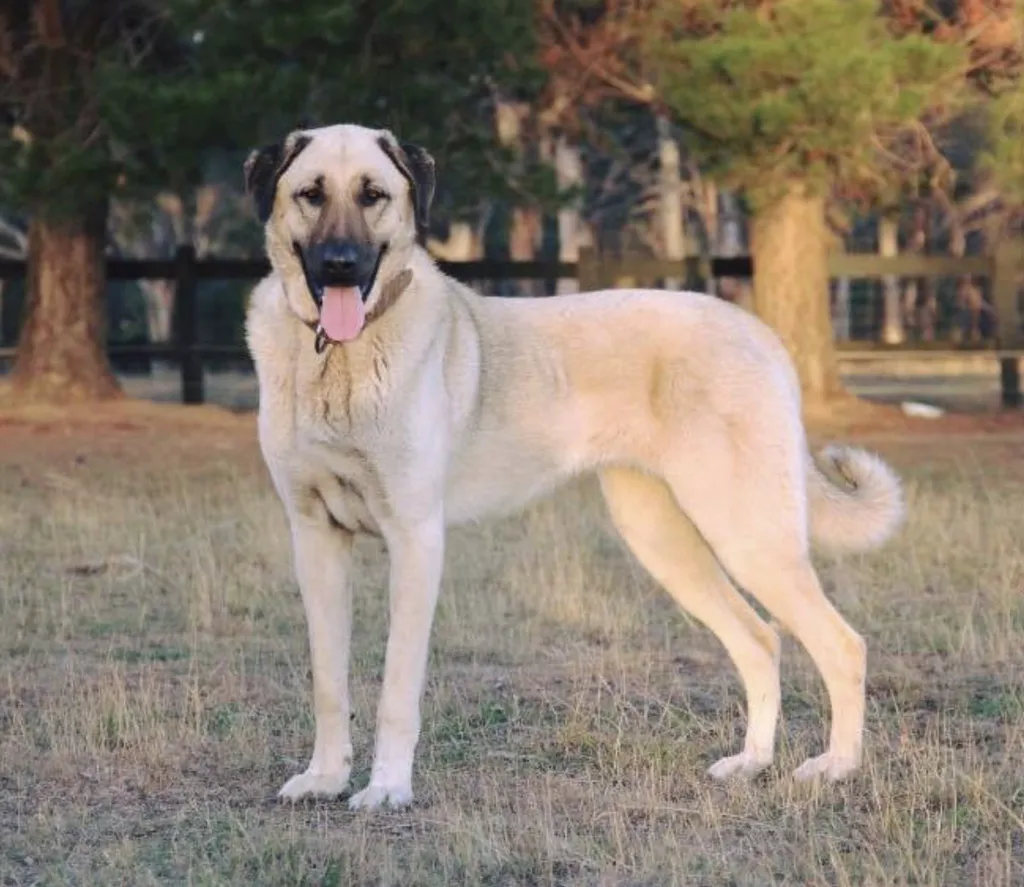 Anatolian Shepherd Dog before