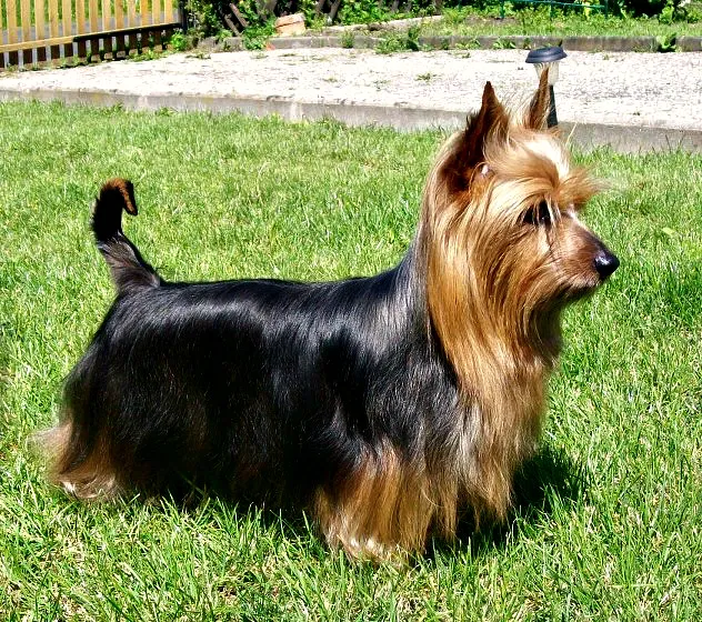 Australian Silky Terrier before