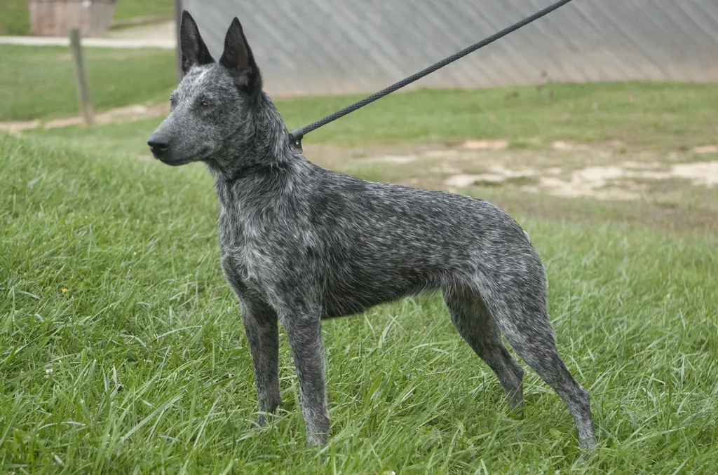 Australian Stumpy Tail Cattle Dog before