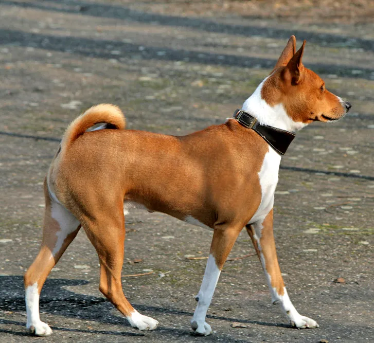 Basenji before