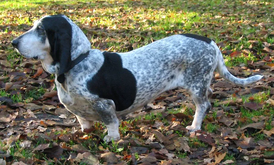 Basset Bleu de Gascogne before
