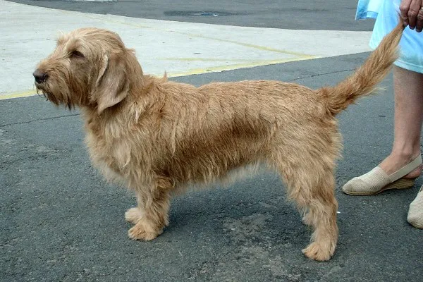 Basset Fauve de Bretagne before