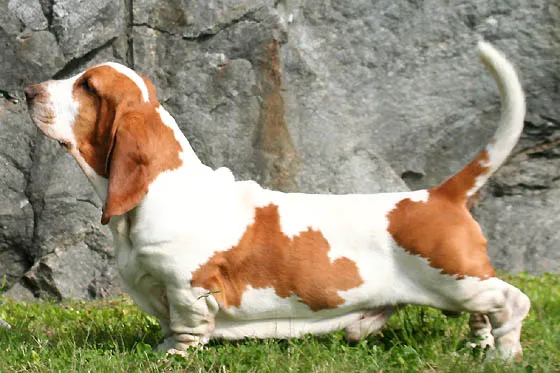 Basset Hound before