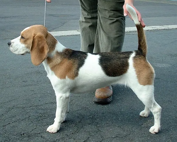 Beagle before