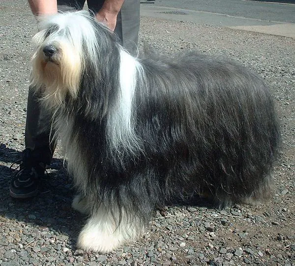 Bearded Collie before