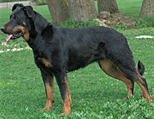 Beauceron before