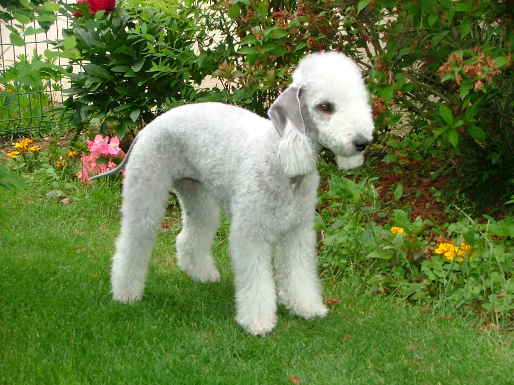Bedlington Terrier before