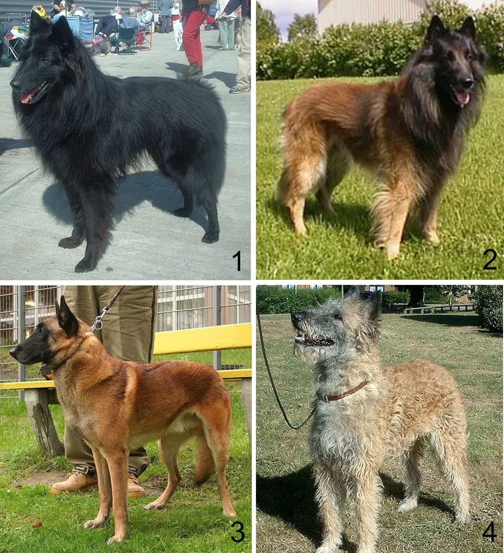 Belgian Shepherd Dog (Tervuren) before