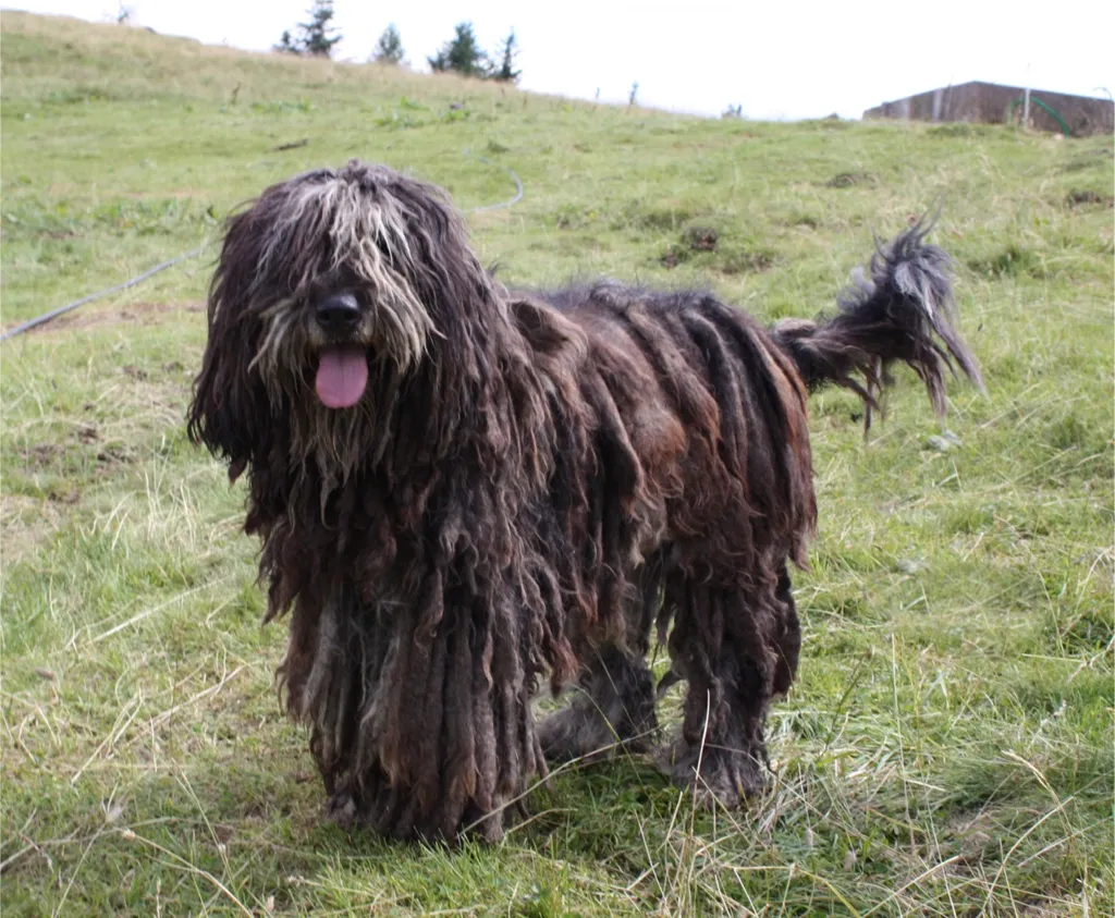 Bergamasco Shepherd before