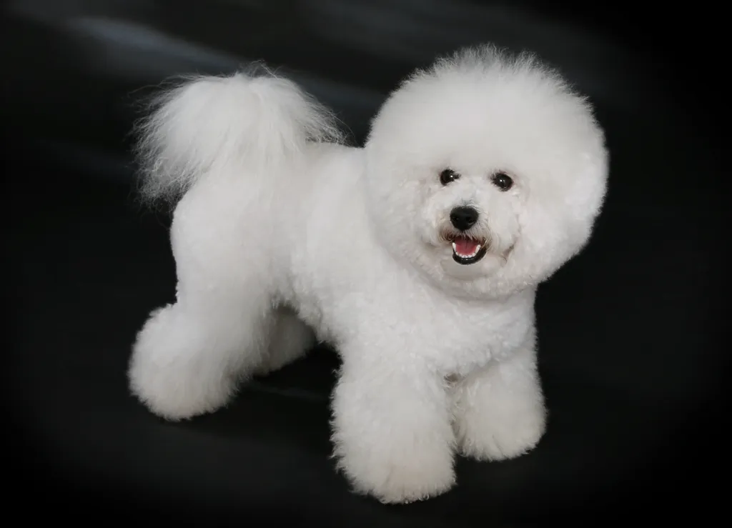Bichon Frisé before