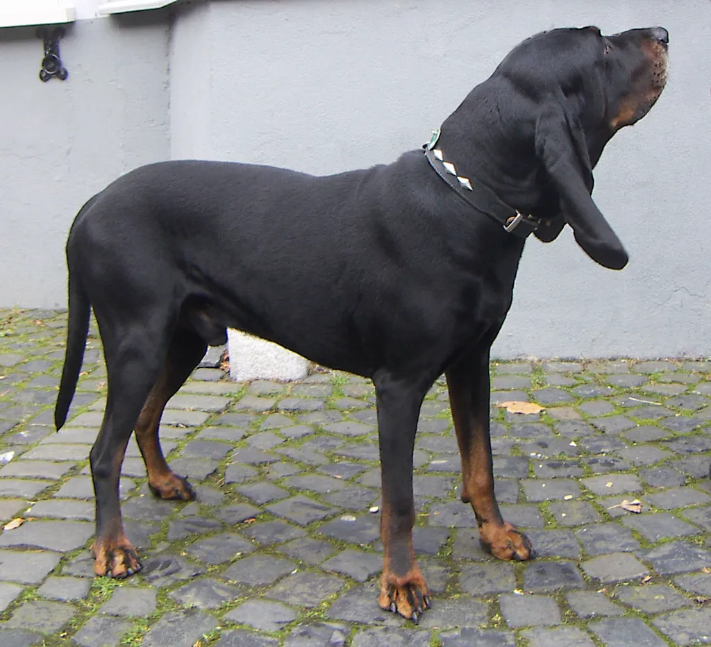 Black and Tan Coonhound before