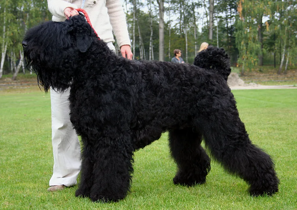 Black Russian Terrier before