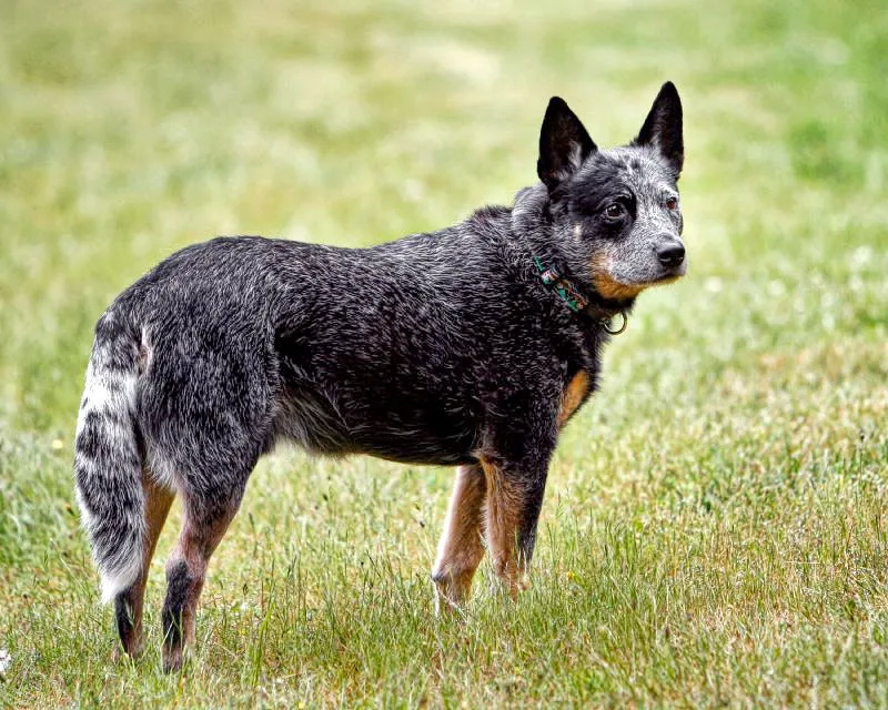 Blue Heeler before