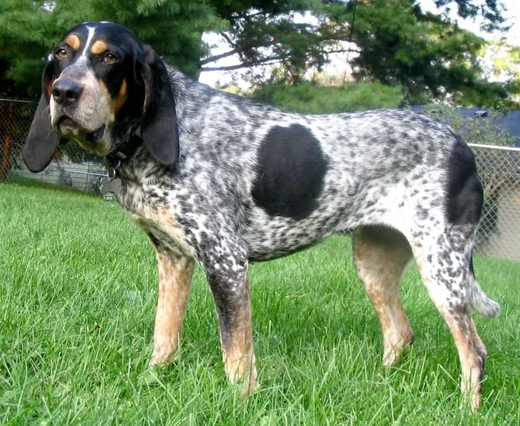 Bluetick Coonhound before