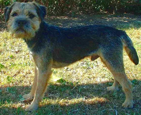 Border Terrier before