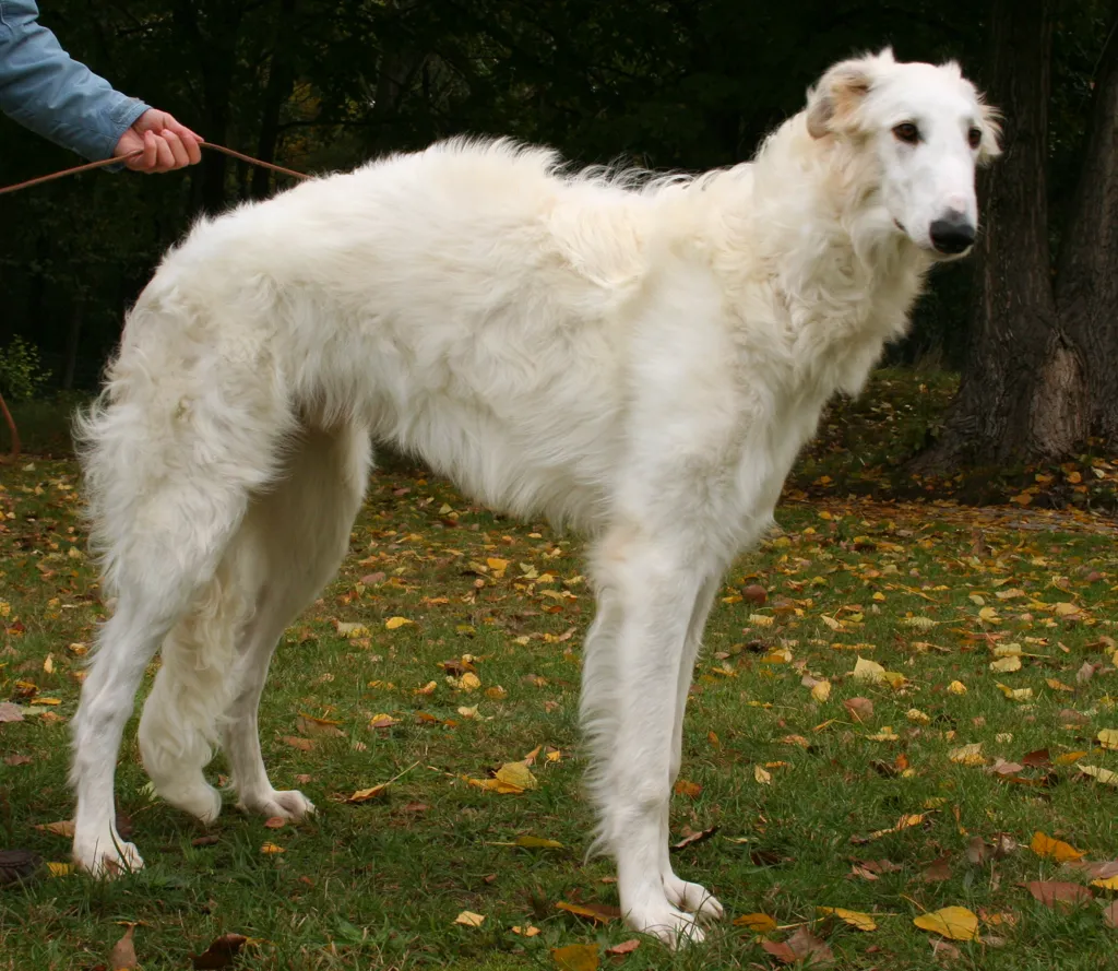 Borzoi before