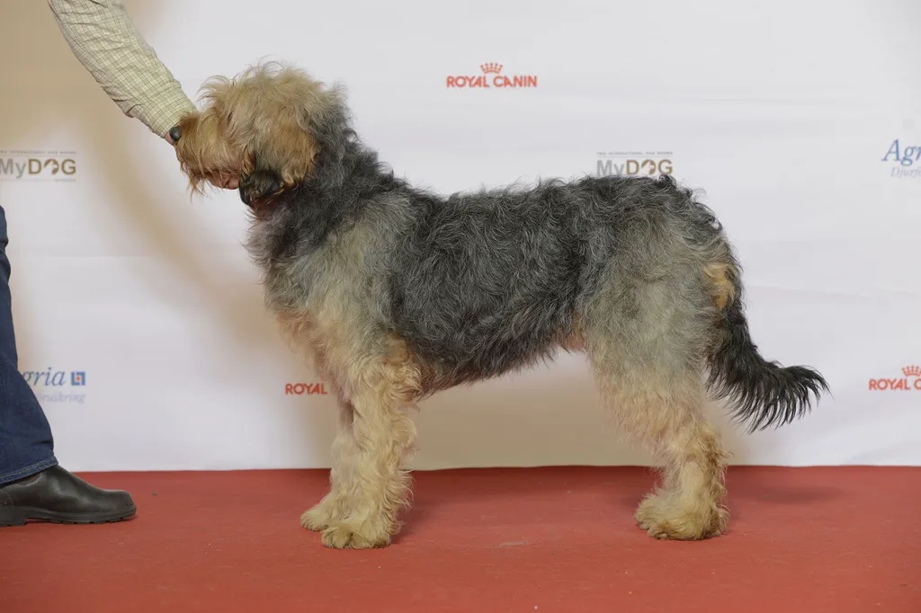 Bosnian Coarse-haired Hound before