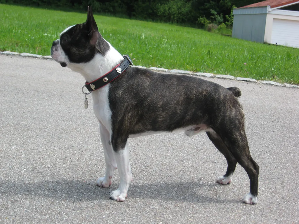 Boston Terrier before