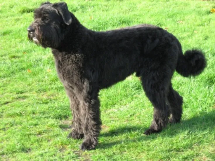 Bouvier des Flandres before