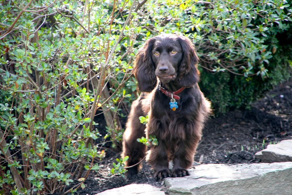 Boykin Spaniel before