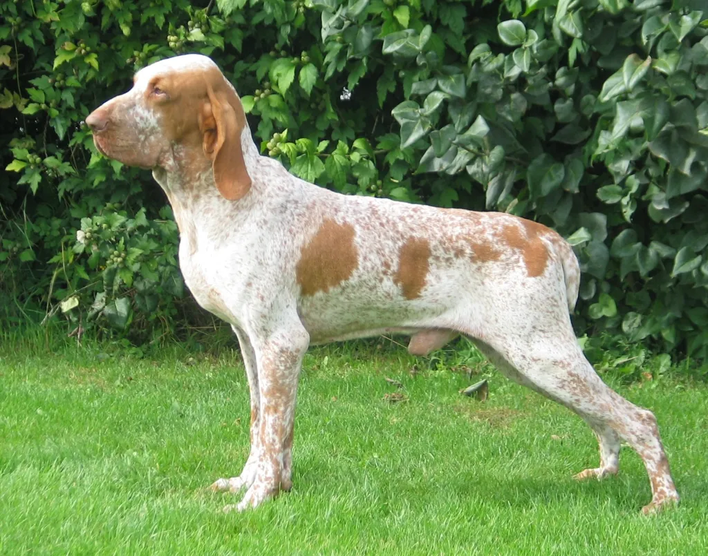Bracco Italiano before