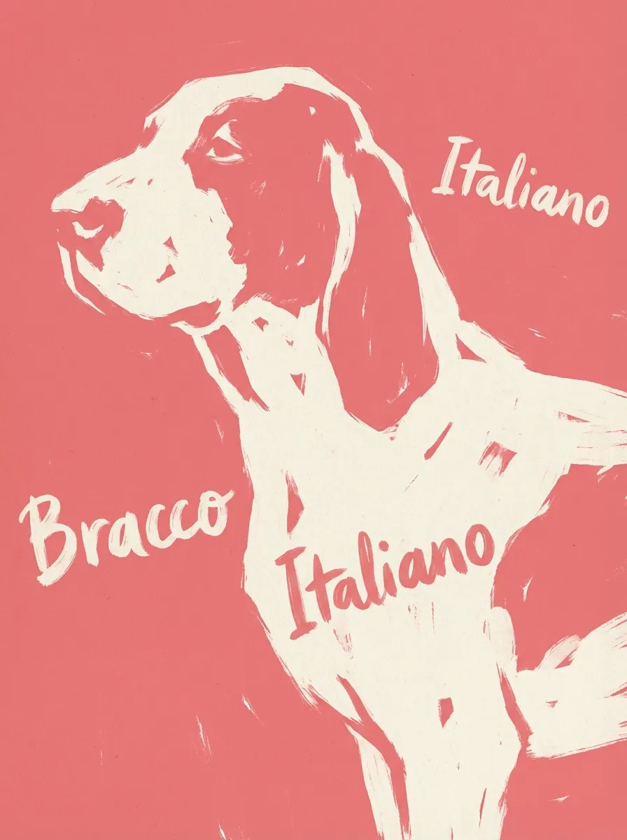 Bracco Italiano artwork