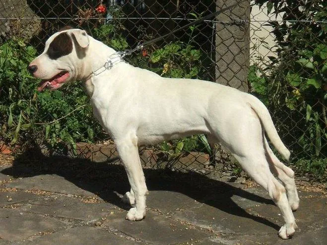 Brazilian Dogo before