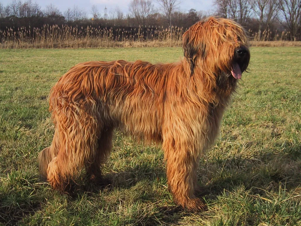 Briard before