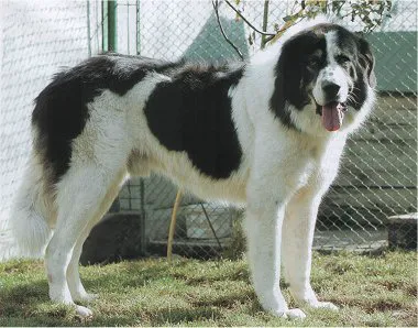 Bucovina Shepherd Dog before