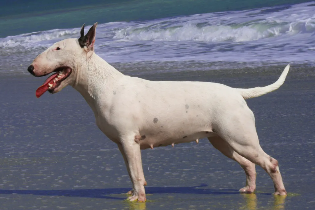 Bull Terrier before