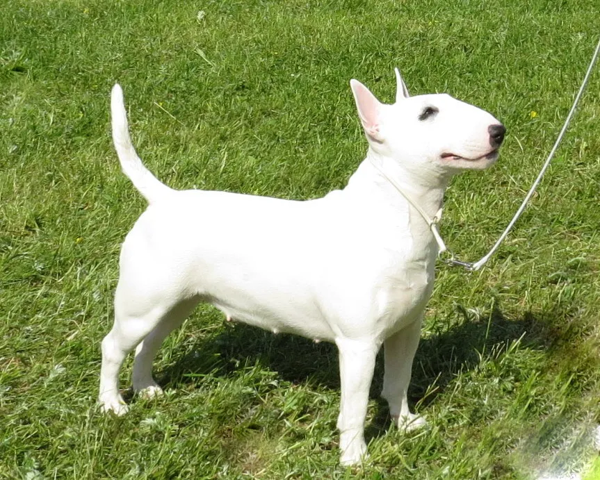 Bull Terrier (Miniature) before